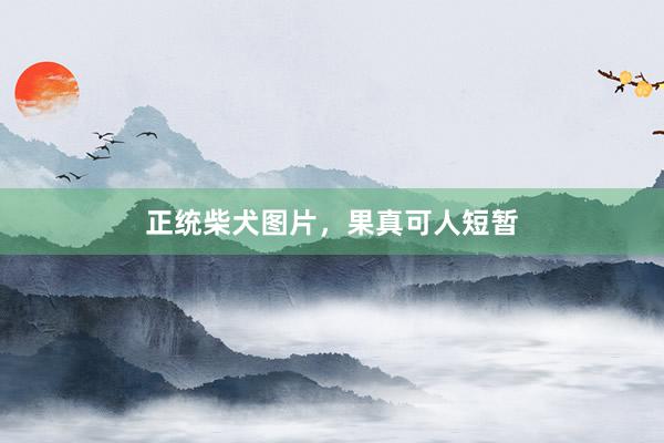 正统柴犬图片，果真可人短暂