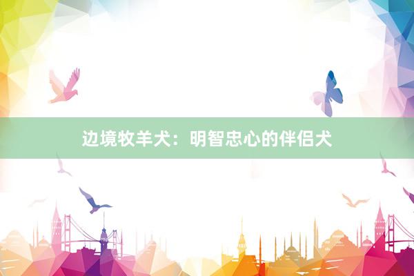 边境牧羊犬：明智忠心的伴侣犬